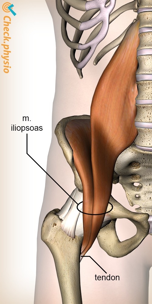 Hüfte Iliopsoas Psoas Major Iliacus Anatomie