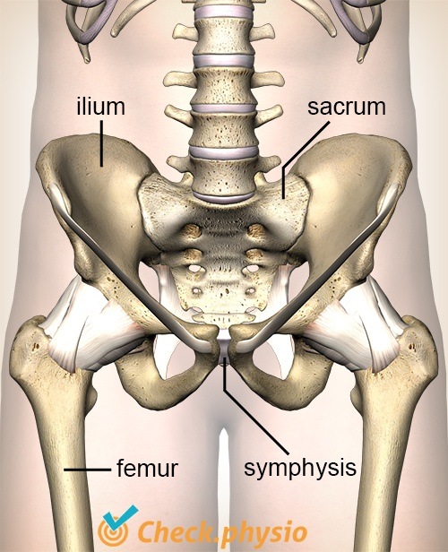 Hüfte SI-Gelenk Ilium Sakrum Symphyse Symphysis pubica Femur Becken Beckenhälfte Kreuzbein