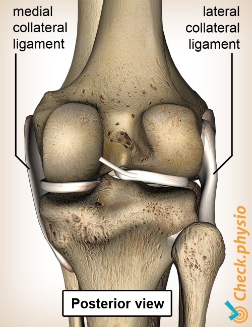 Knie Bänder medial lateral Knieband Hinteransicht