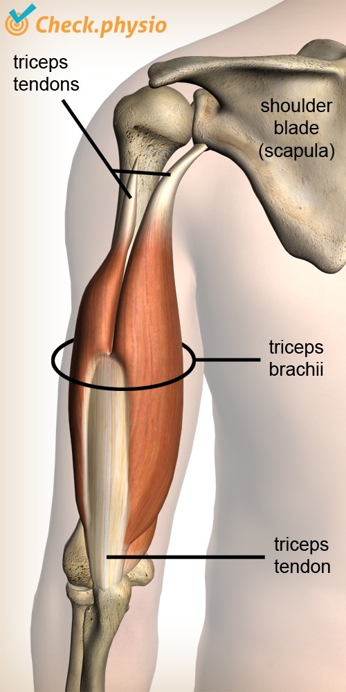 Arm Trizeps Muskel Sehne Schulterblatt Ellbogen