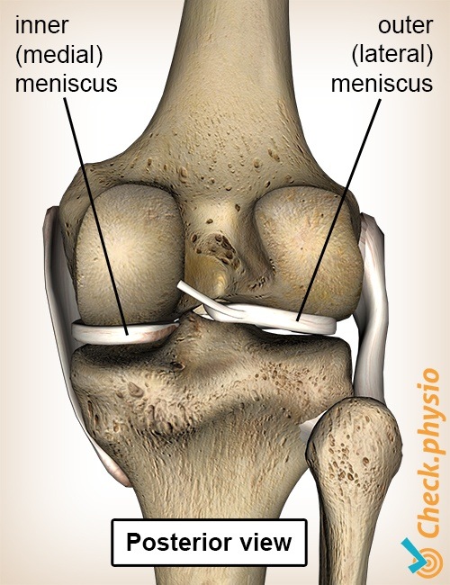 Knie Meniskus Rückansicht