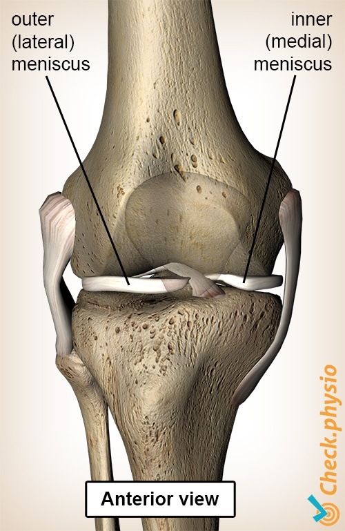 Knie Meniskus Vorderansicht