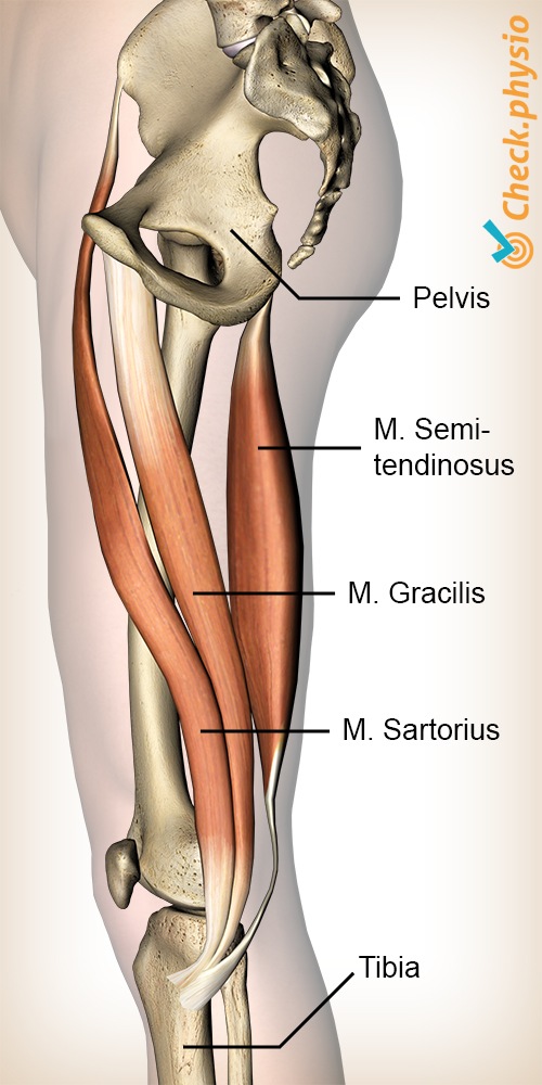 Knie Pes-anserinus Sartorius Gracilis Semitendinosus Muskeln Gänsefuss