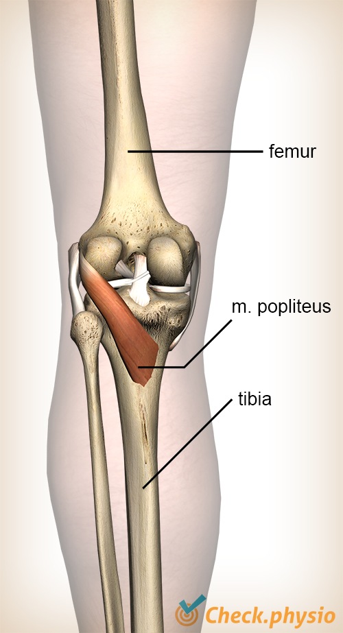 Knie Popliteus Muskel