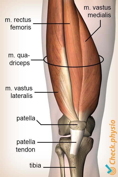 Knie Quadrizeps Muskel Rectus Femoris Vastus Lateralis Medialis Anatomie