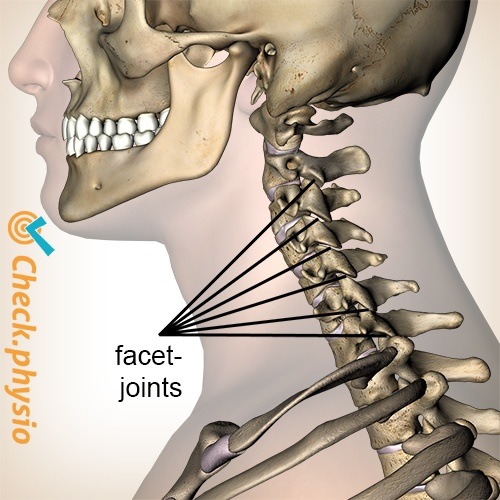 Hals Facettengelenke seitliche Ansicht lateral