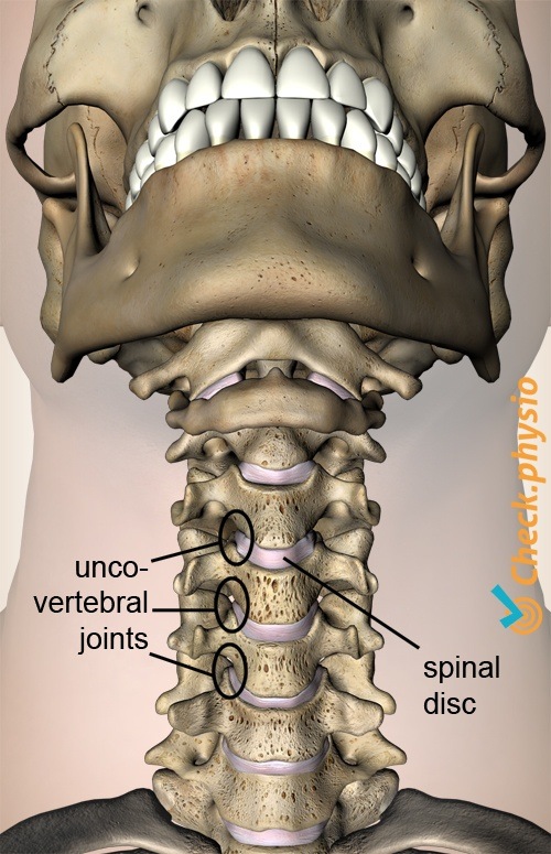 Hals Uncovertebralgelenk Bandscheibe Anatomie