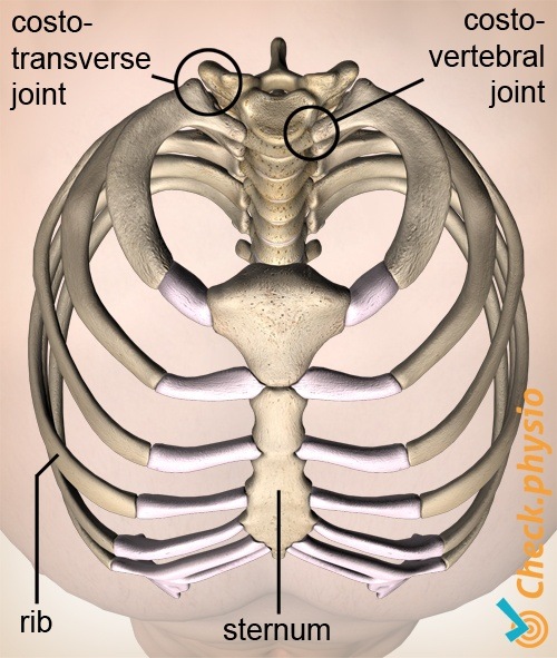 Rippen Brustkorb Oberansicht kostotransversal kostovertebral Gelenk