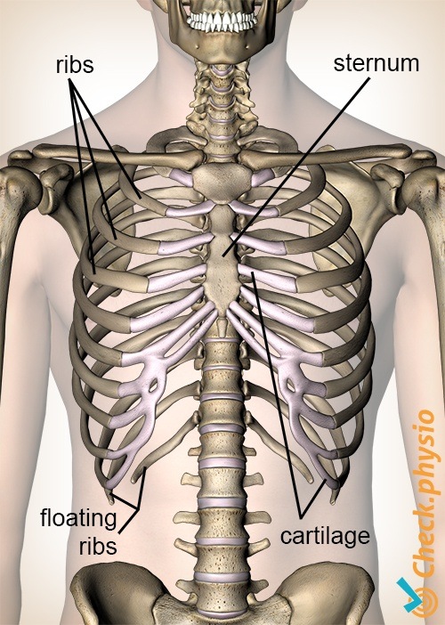 Rippen Vorderansicht Brustbein Knorpel fliegende Rippe