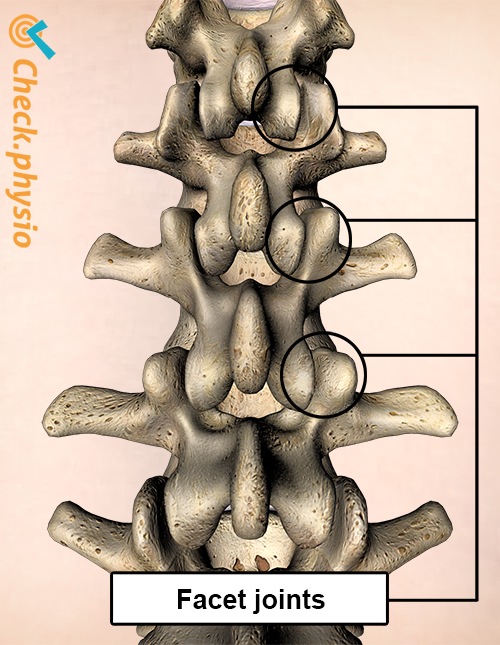 Rücken Facettengelenke Rückansicht