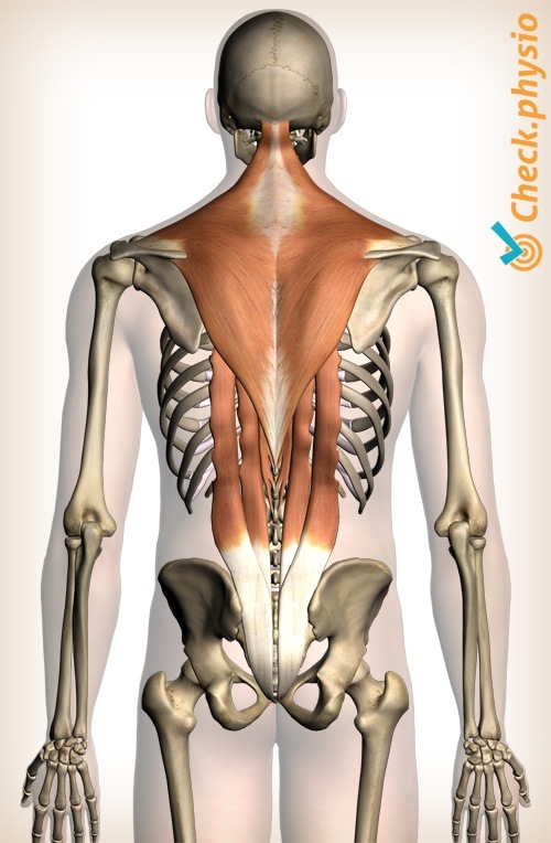 Rücken Muskulatur obere Rückenmuskeln Trapezmuskel Erector spinae Interkostal Spinalis