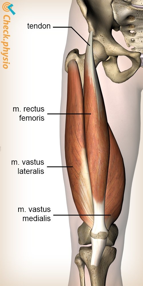 Bein Quadriceps Muskel Rectus Femoris Vastus Lateralis Medialis