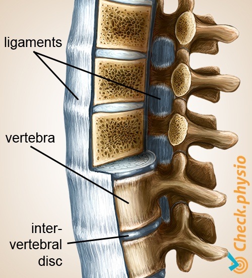 Rücken Wirbelsäule Bänder Wirbel Bänder