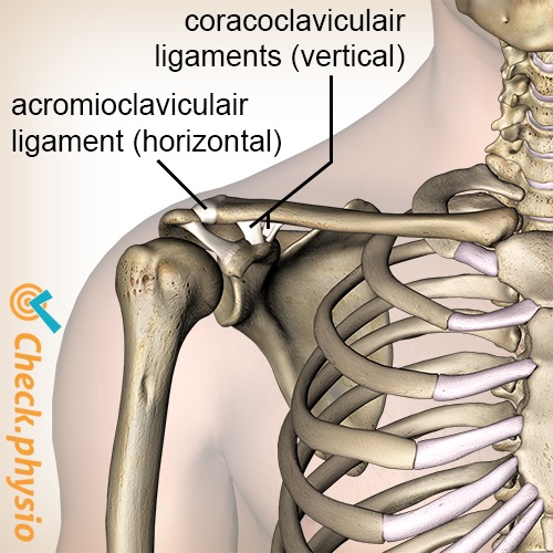 Schulter AC Gelenk Bänder Akromioklavikuläres Band Coracoclavikuläres Band Trapezoid Conoid