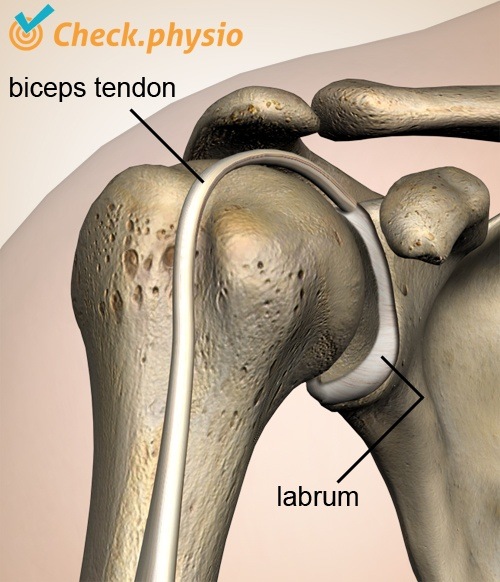 Schulter Labrum Bizeps