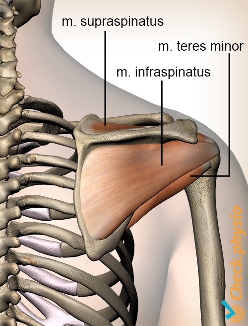 Schulter- Rotatorenmanschette Rotatorenmanschette Muskeln Rückseite Supraspinatus Infraspinatus Teres minor