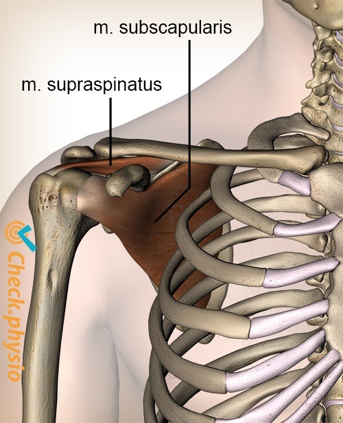 Schulter Rotatorenmanschette Muskeln Supraspinatus Subscapularis Vorderseite