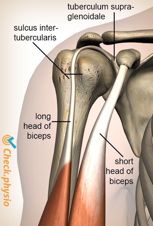 Schulter Sulcus intertubercularis Tuberculum supraglenoidale Bizeps brachii Caput longum Breve