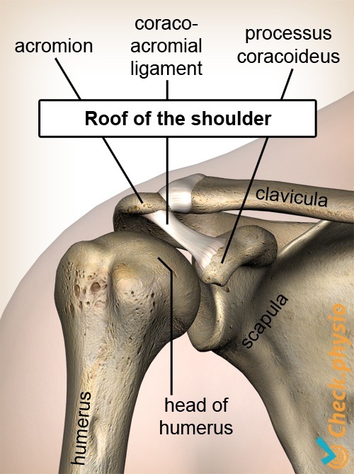 Schulderdach Processus Coracoideus Coracoacromiale Ligament Humeruskopf