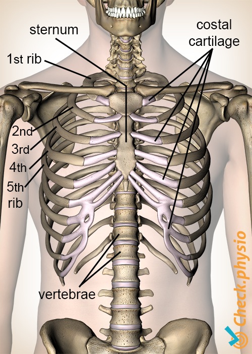 Tietze Costochondritis Anatomie Rippen Knorpel Cartilago Costalis