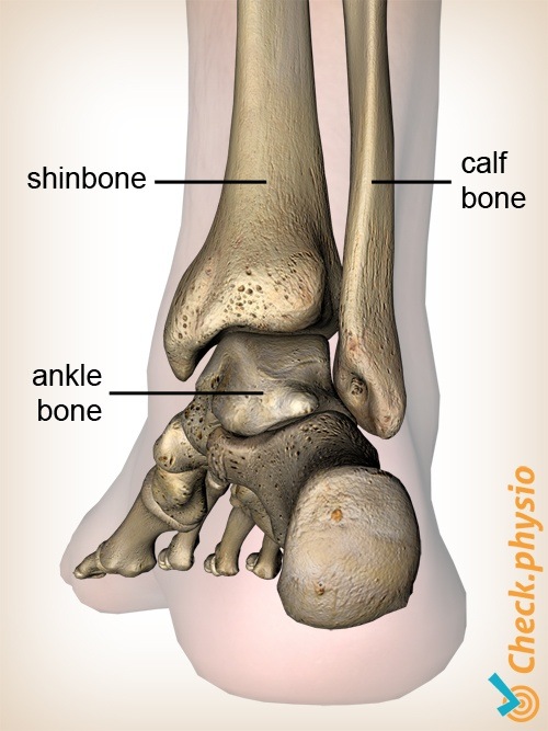 Fuß Dorsal Wadenbein Schienbein Anatomie