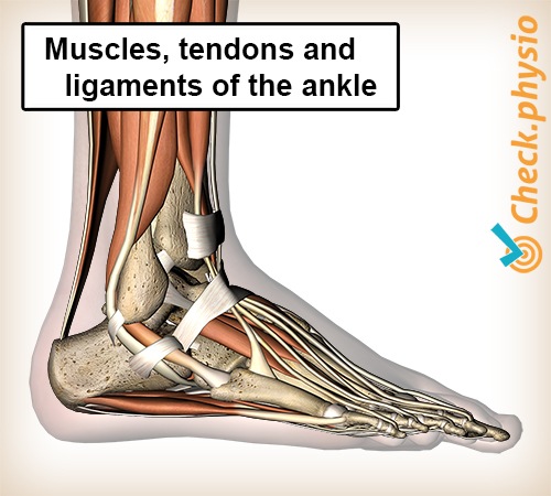 Fuss lateral Muskeln Sehnen Bänder Knöchel