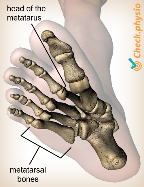 Fuß Metatarsus Kopf Metatarsus Anatomie Unteransicht