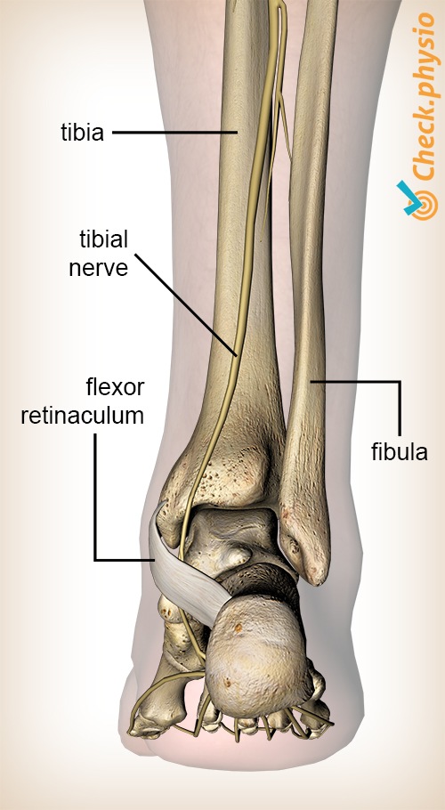 Fuß Nervus tibialis posterior Retinaculum flexorum dorsal