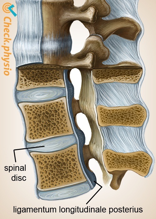 Wirbelsäule Ligamentum longitudinale posterius Bandscheibe