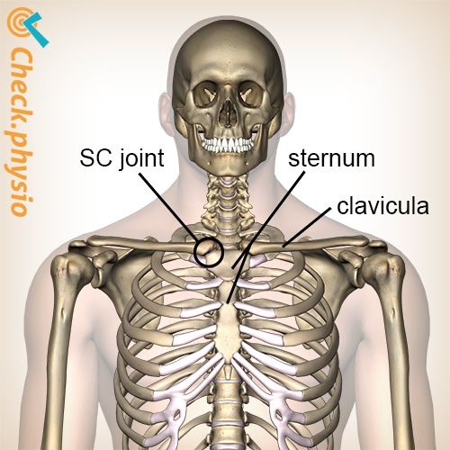 Brust sternoclaviculäres Gelenk Lage Sternum Clavicula