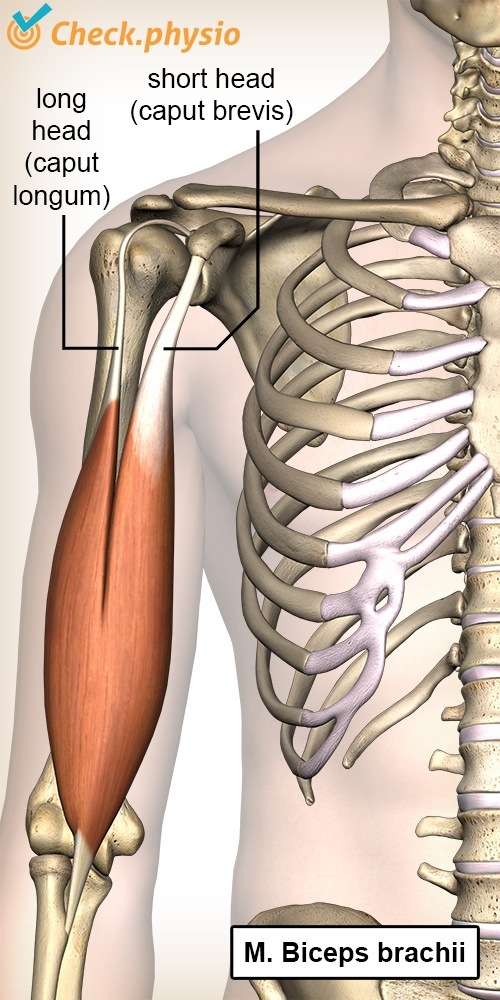 Oberarm Bizeps brachii Caput longum Longus Caput breve Anatomie Vorderseite