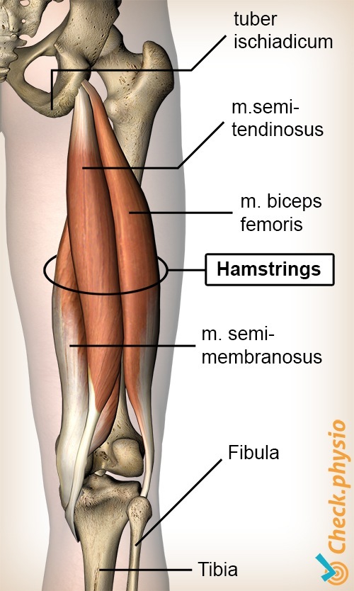 Oberschenkel Hamstring hamstrings Semimembranosus Biceps Femoris Semitendinosus Sitzbeinhöcker