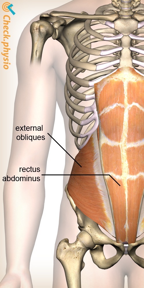 Bauch schräge Bauchmuskel gerade Bauchmuskel Anatomie