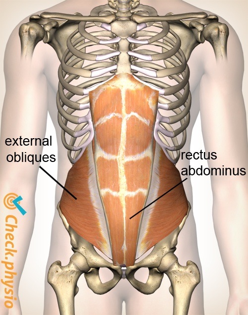 Bauch schräge Bauchmuskel gerade Bauchmuskel