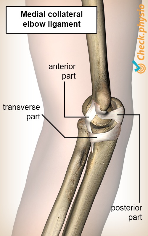 Ellbogen Collaterall ligament Ellenknochen medialer Teil anterior posterior transversal