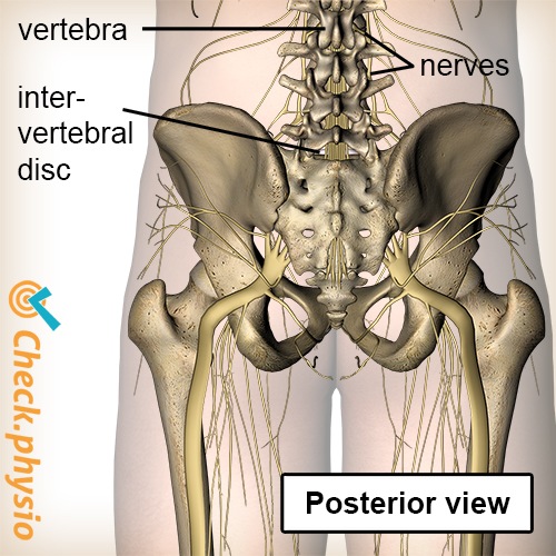 Wirbelsäule austretende Nerven Wirbel Bandscheibe Rückenansicht