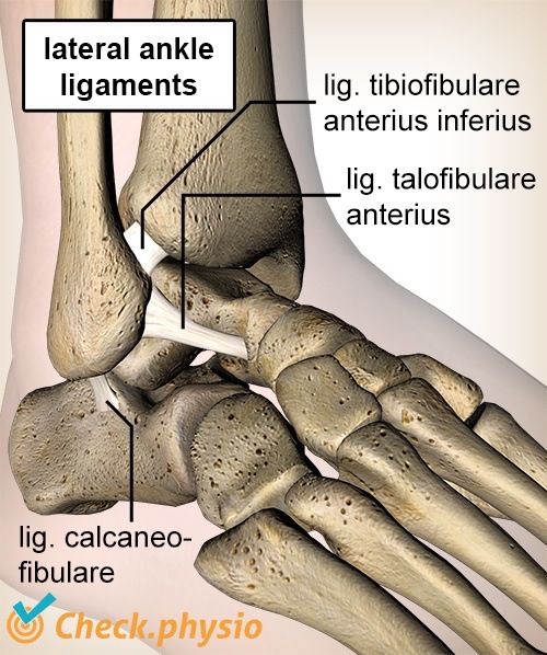 Knöchelband Talofibularis Calcaneofibularis Tibiofibularis Anatomie