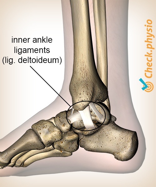 Knöchel innere mediale Knöchelband Ligamentum deltoideum