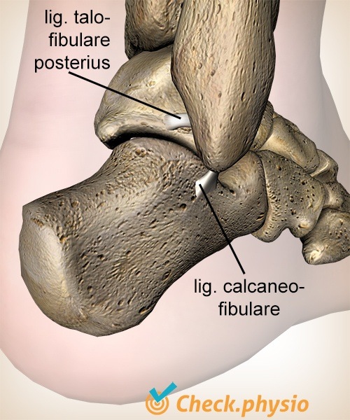 Knöchelband Ligamentum Talofibulare Posterius Calcaneofibulare Calcaneus Anatomie Rückansicht