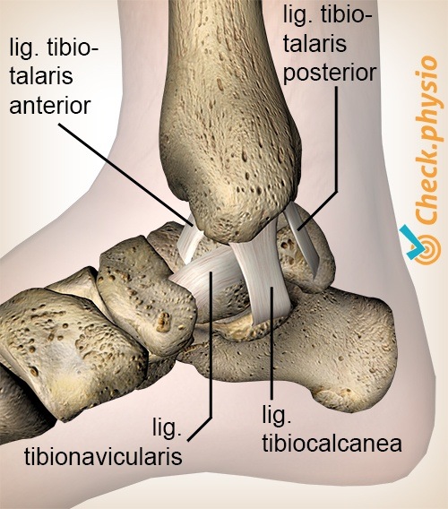 Knöchel Ligamentum deltoideum tibiotalaris anterior posterior tibiocalcanea tibionavicularis