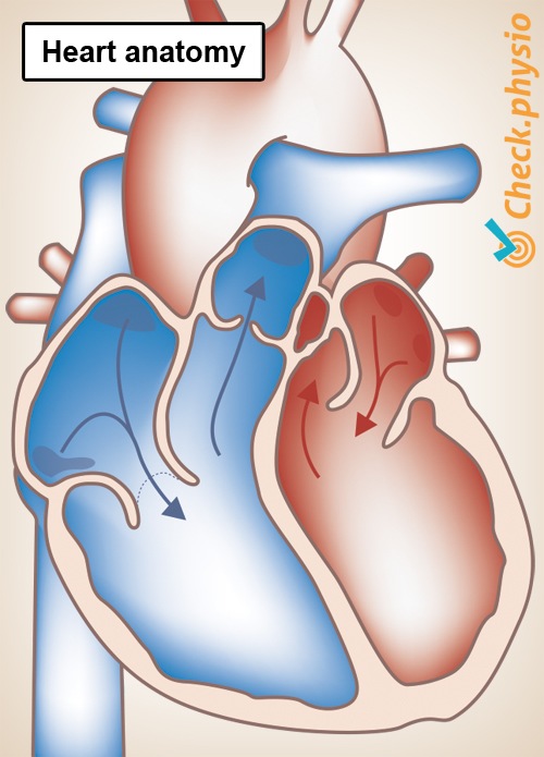 Herz Anatomie linker rechter Vorhof Kammer Herzklappe Arterie Vene