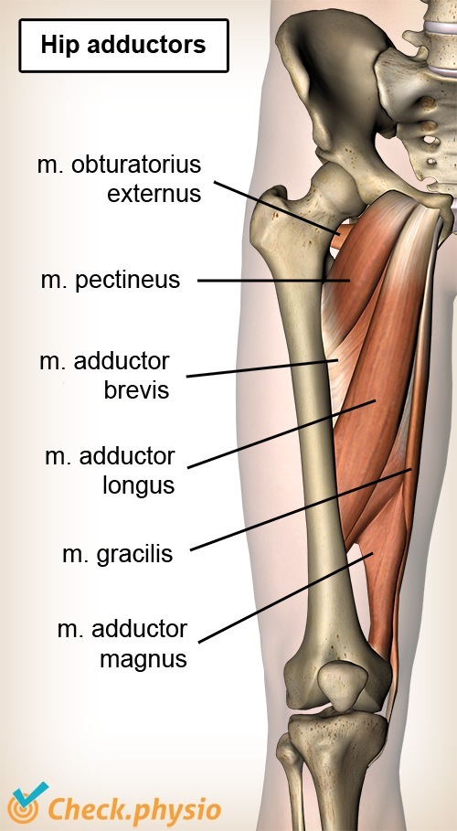 Hüftadduktoren ventral