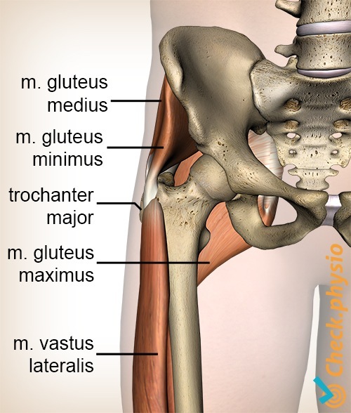 Hüft Gluteus medius minimus maximus Trochanter major Vastus lateralis